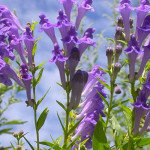 科学家发现中国草药的宝贵价值 科学家发现中国草药的宝贵价值