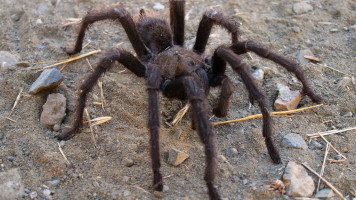 加拿大航班出现毒蜘蛛引起恐慌