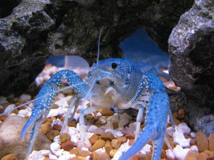 你见过蓝色的小龙虾吗? blue crayfish
