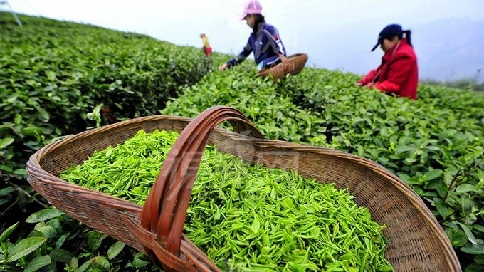 Not for All the Tea in China… 10 Surprising Facts About Chinese Tea!