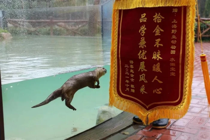 Otter Rescues Mobile Phone at Animal Park