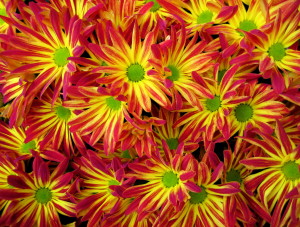 yellow chrysanthemums