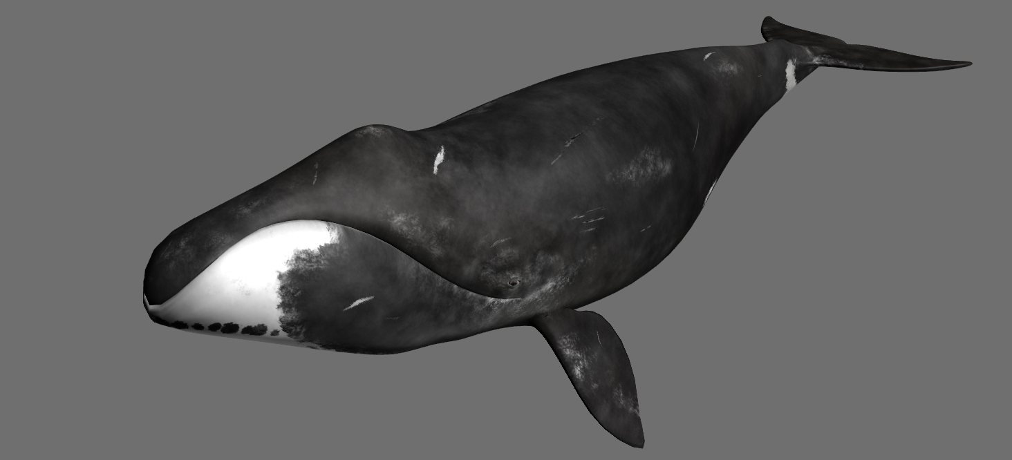 graphic of black bowhead whale