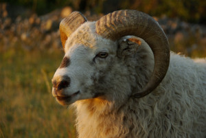 white ram big horns with countryside backdrop