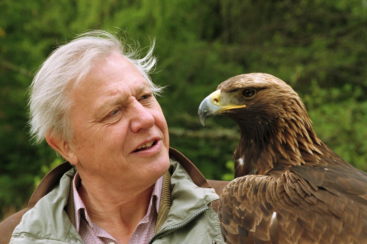 英国生物学家致信习近平主席,呼吁中国停止象牙交易 david attenborough eye to eye with a hawk