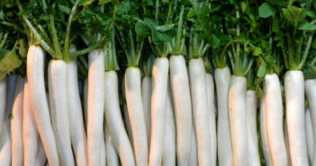 Winter Dish: Simmered Lamb With Mooli Chinese Mooli Radish front on
