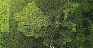 top view of villager using rice to make map of china in a field