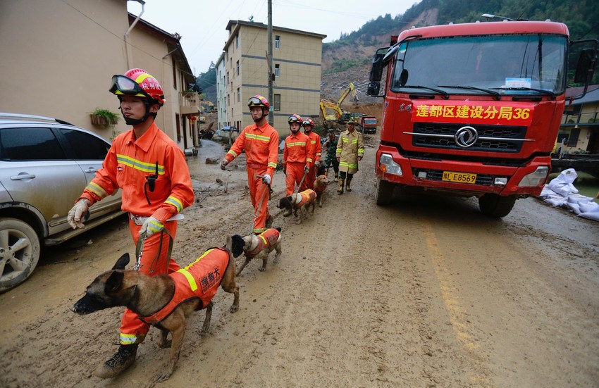 中国东部山体滑坡 搜救犬带伤救援 rescue team leading rescue dogs at scene of a landslide