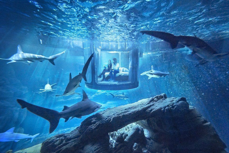 Airbnb推出水下客房 让客人与鲨鱼共眠 underwater view of an underwater bedroom surrounded by sharks