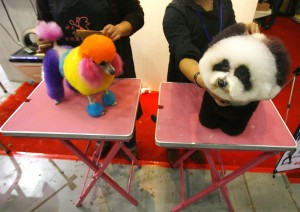 two painted dogs sit on table at groomer in China
