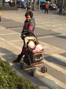 An elderly Chinese lady pushing two dogs in a pushchair