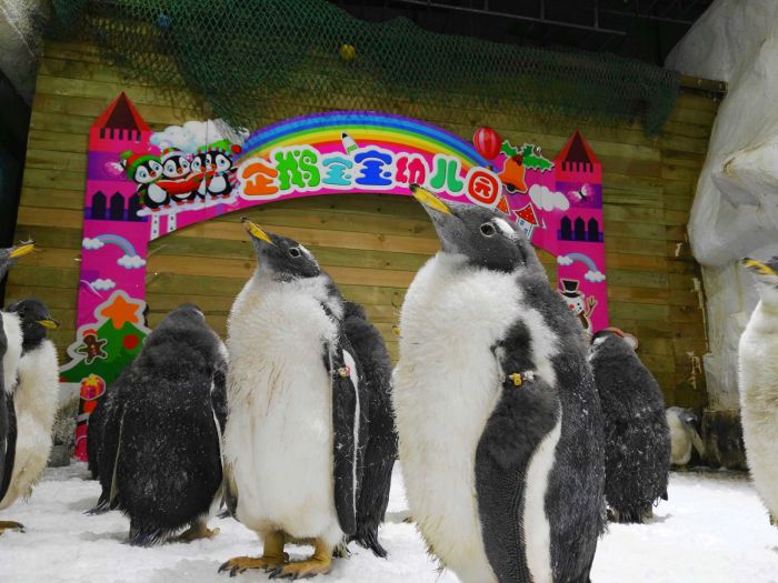 大连圣亚海洋世界送企鹅宝宝们去“幼儿园” ground view of baby penguins at at aquarium in china