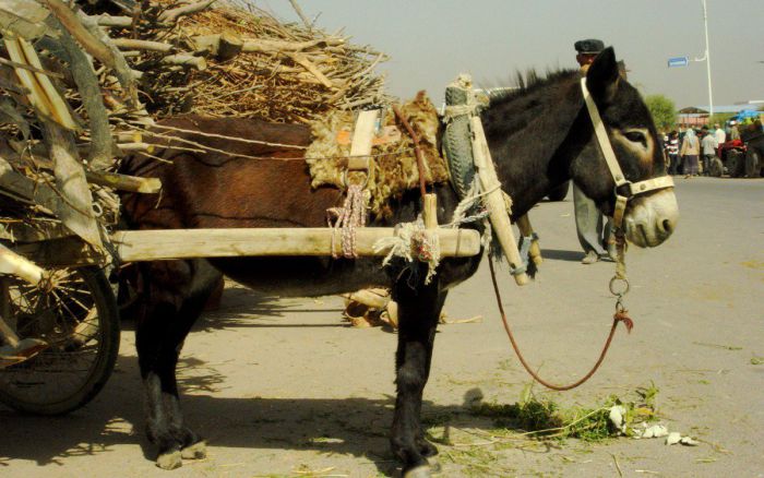 side view of a donkey with a cart