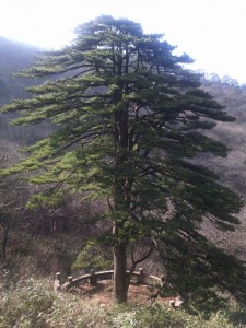 Another shot of Huangshan