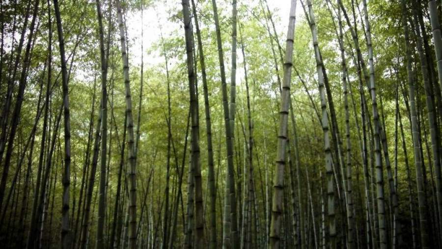 Good News for Green! China Pledges To Have 25% Forest Coverage by 2020