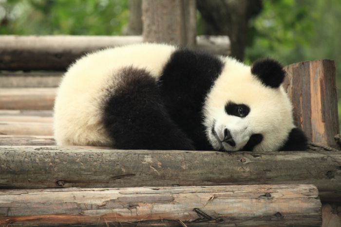 熊猫外交—从礼物到租借 a panda lying down