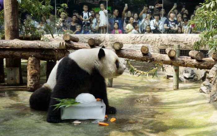 北京动物园给动物降温 panda with ice block in summer heat at beijing zoo