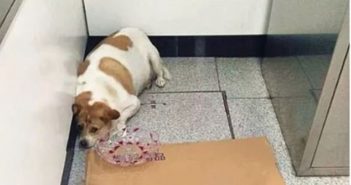 公狗“怀孕” fat dog lying on the floor