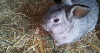 重庆一只兔子能吃辣 top view of a rabbit in a cage