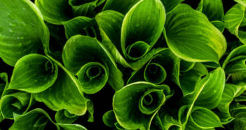 科学家解密叶子形状各异的原因 leaves