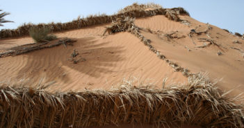 中国联手多国对抗荒漠化 desert vegetation