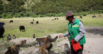西藏猴王多布杰 man feeding monkeys in tibet