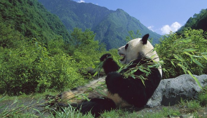 卫星图像显示大熊猫栖息地正在减少