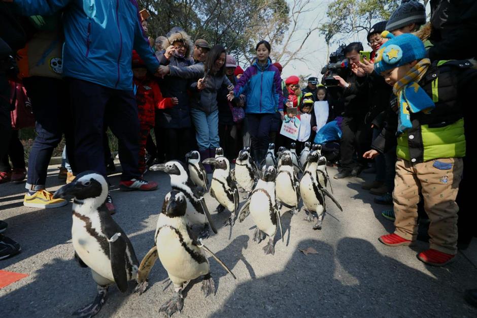 上海动物园的企鹅爱散步 penguins taking a walk at shanghai zoo