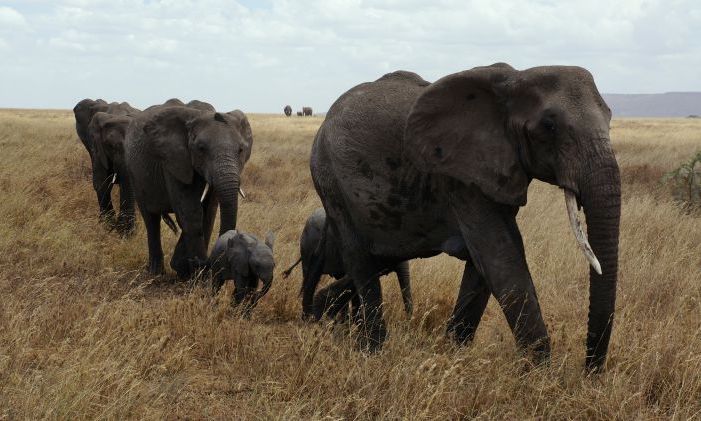 七年来莫桑比克万头大象被猎杀 elephants in african plains