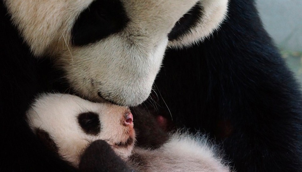 大熊猫圆圆又要做妈妈了 yuan yuan with her panda cub yuan zai