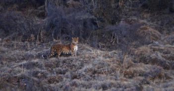 青海省发现少见的金钱豹 rare leopard in the wild in china