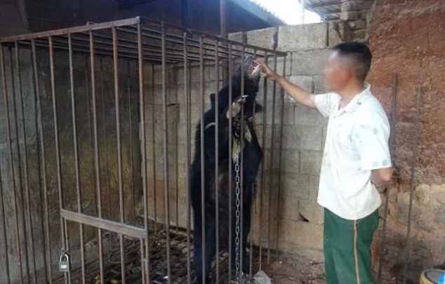 云南一村民误把熊当狗养 man feeding black bear milk in china