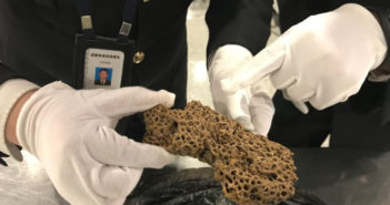 为做药酒,男子非法携带非洲蚂蚁巢穴入境 customs officers with parts of an ant colony discovered in a passengers bag
