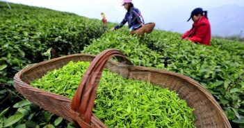 Not for All the Tea in China… 10 Surprising Facts About Chinese Tea! Tea Harvesting in China