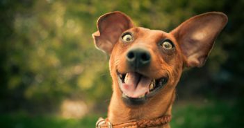 Three Easy Jokes in Chinese Laughing dog