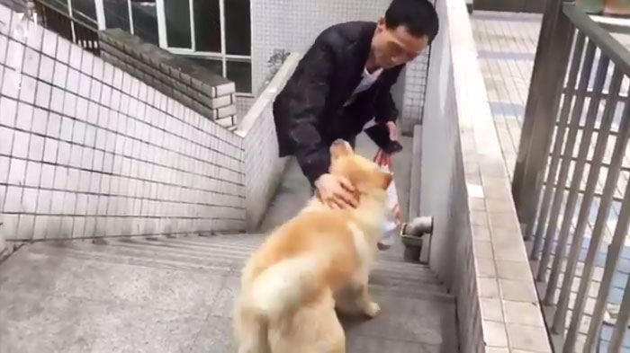 老狗八年来每天在车站等主人十二个小时 dog and owner at train station in china