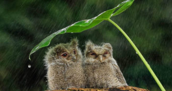Learn Chinese Through Weather Forecasts Two owls under a makeshift umbrella