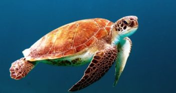 中国海龟保护联盟于三亚成立 sea turtle