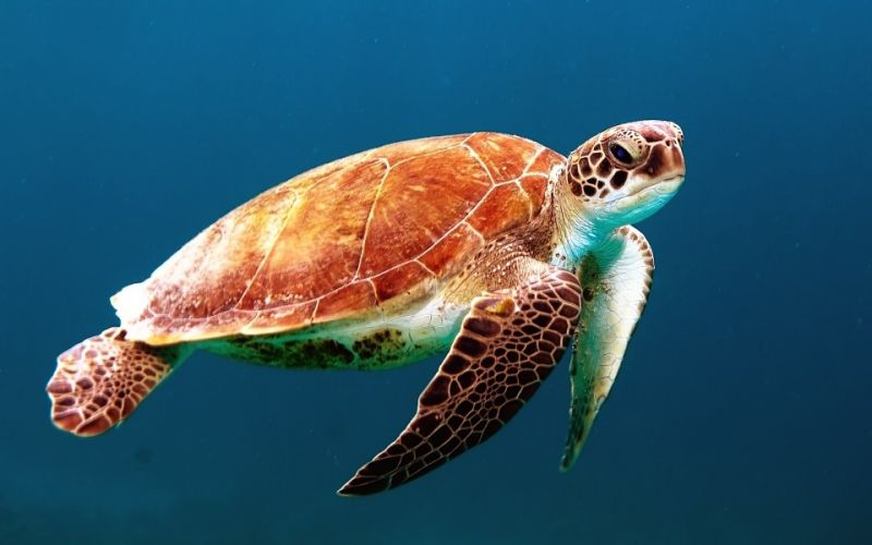 中国海龟保护联盟于三亚成立 sea turtle