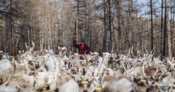 蒙古游牧民面临丧失身份认同感 man herding reindeer in mongolia
