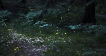 上海一公园建立萤火虫保护区 fireflies in a park at night