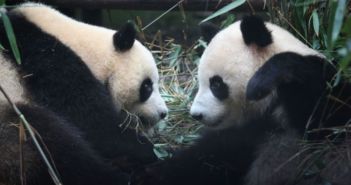 中国大熊猫在柏林很快乐 two giant pandas at zoo in berlin