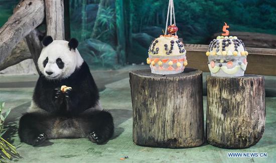 五岁的大熊猫在台北过生日 panda sitting next to birthday cake at taipei zoo
