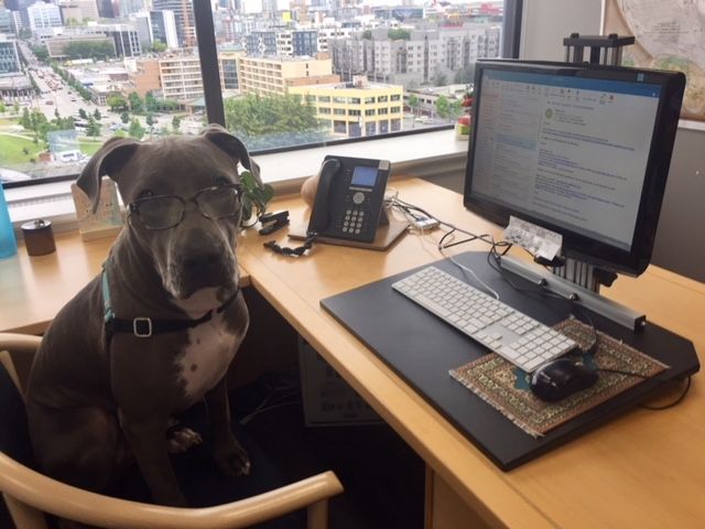 带狗上班日 dog sitting in chair in front of computer at office