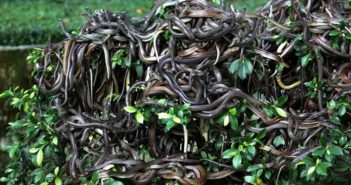 浙江蛇农养蛇远销全球创高收入 large group of snakes on a bush