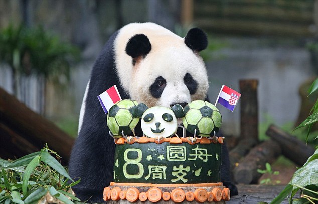 爱足球的大熊猫圆舟过八岁生日 panda with football cake in shenzhen