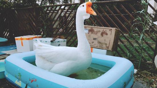 上海一个大学收养了一只鹅 goose in a paddling pool