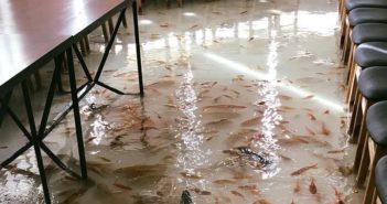 越南开了一家鱼儿咖啡馆 fish in water on floor of a coffee shop in vietnam