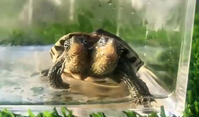 双头龟惊呆上饶市民 front view of turtle with two heads in a box