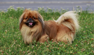 Pekingese, an ancient dog breed originating from China - The Chairman's Bao